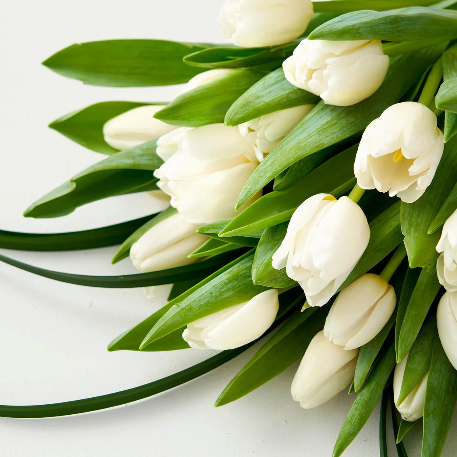White Tulip Flower seeds for Planting Drought Tolerant Heirloom & GMO Free Seeds for Home Garden