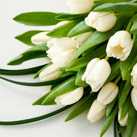 White Tulip Flower seeds for Planting Drought Tolerant Heirloom & GMO Free Seeds for Home Garden