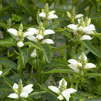 White Turtlehead Flower seeds for Planting - Wildflower Mix, Heirloom & GMO Free Seeds for Home Garden