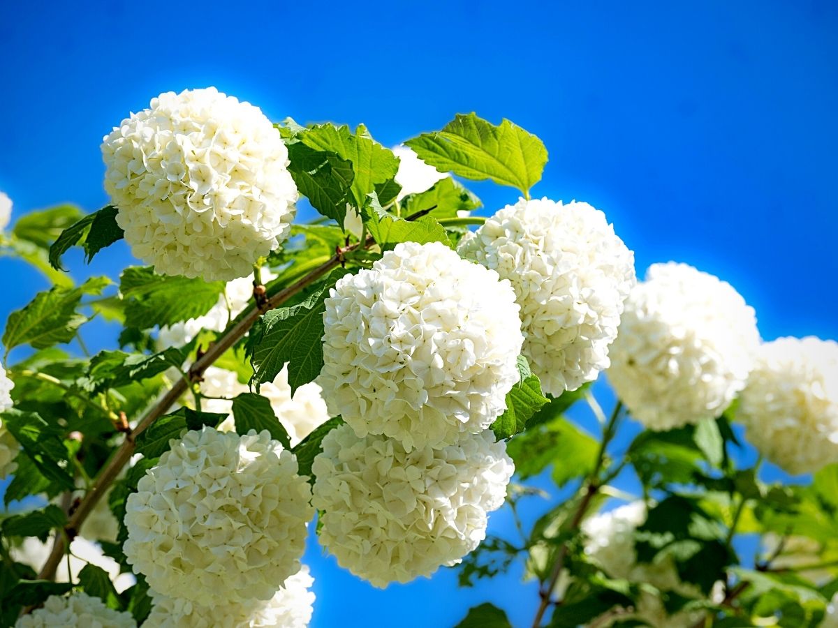 White Perennial Flower Seeds for Planting – Colorful Display Heirloom & NonGMO Seeds for Home Garden
 
 Sale