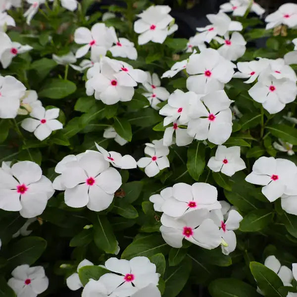 White Vinca Rosea Flower seeds for Planting - Hardy Variety, Heirloom & GMO Free Seeds for Home Garden