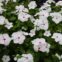 White Vinca Rosea Flower seeds for Planting - Hardy Variety, Heirloom & GMO Free Seeds for Home Garden