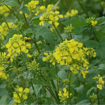 Light Yellow Brassica Oleracea Flower Seeds for Planting Sun Loving Heirloom & GMO Free Seeds for Home Garden
 
 Sale