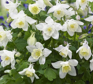 White Columbine Flower Seeds for Planting Wildflower Mix Heirloom & GMO Free Seeds for Home Garden  Sale