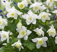 White Aquilegia Flower seeds for Planting - Cut Flower Favorite, Heirloom & GMO Free Seeds for Home Garden