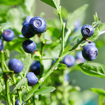 Whortleberry Seeds – Compact Non-GMO Evergreen Berry Plant