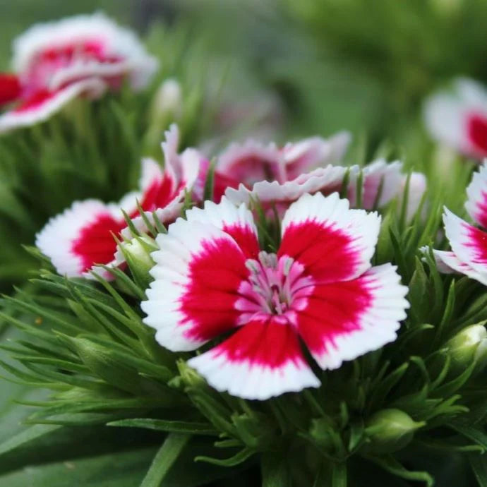 White Red Dianthus Flower seeds for Planting Fragrant Blossoms Heirloom & GMO Free Seeds for Home Garden
 
 Sale