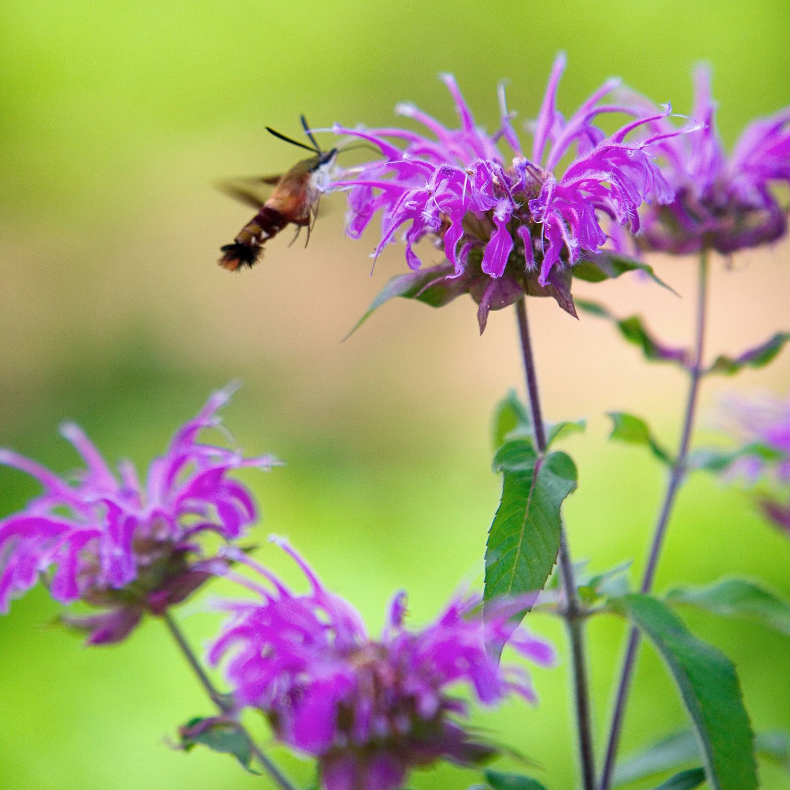 Lavender Beebalm Flower seeds for Planting - Hardy Variety, Heirloom & GMO Free Seeds for Home Garden
