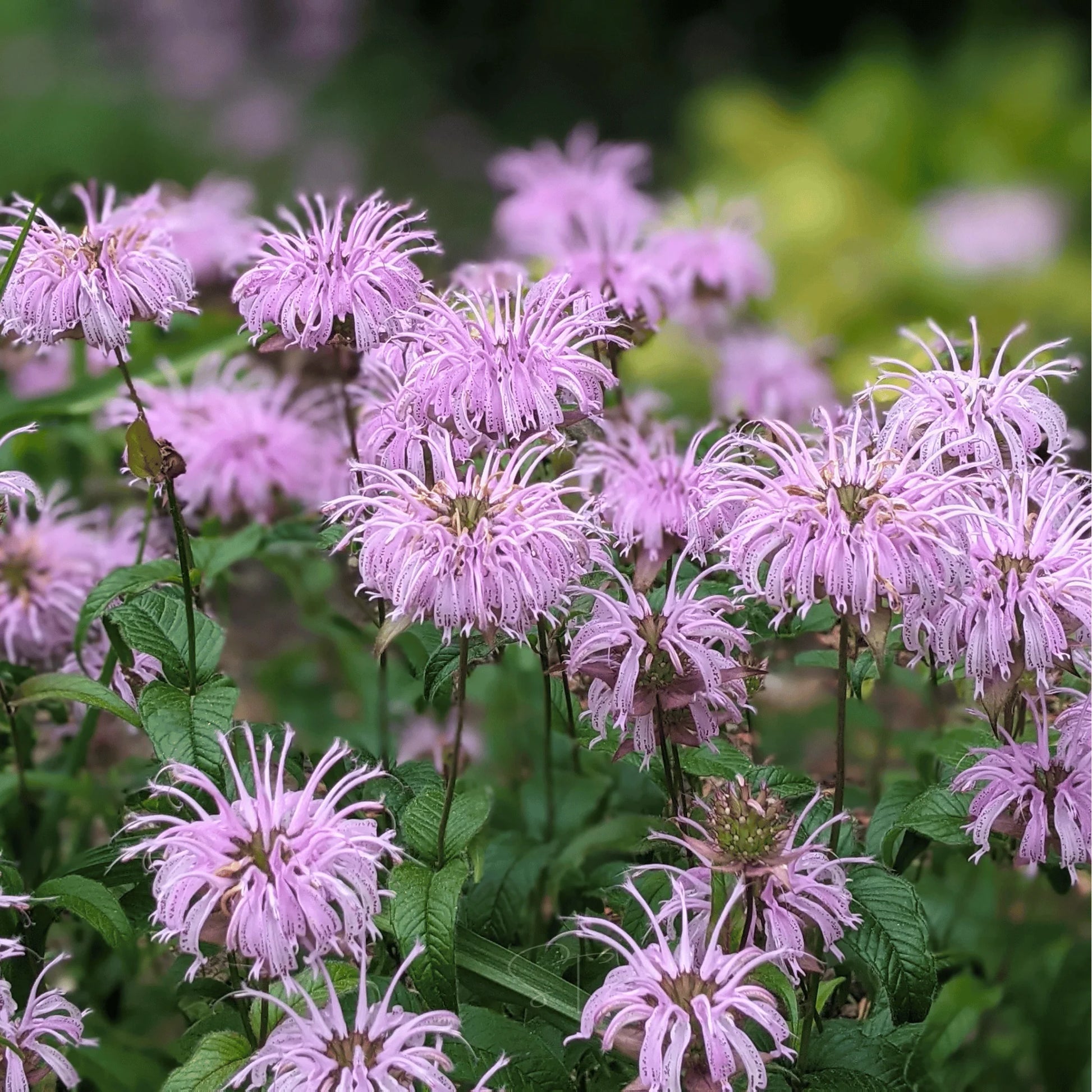 Purple Monarda Flower seeds for Planting Pollinator Friendly Heirloom & GMO Free Seeds for Home Garden
 
 Sale