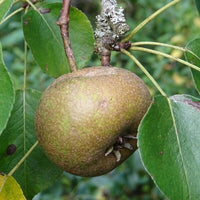 Wild Pear Tree Planting Guide for Fruitful Yields  Seed for Sustainable Growth and Garden Enrichment