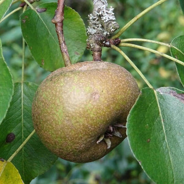 Wild Pear Tree Planting Guide for Fruitful Yields  Seed for Sustainable Growth and Garden Enrichment