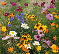 Meadow Flower seeds for Planting - Wildflower Mix, Heirloom & GMO Free Seeds for Home Garden