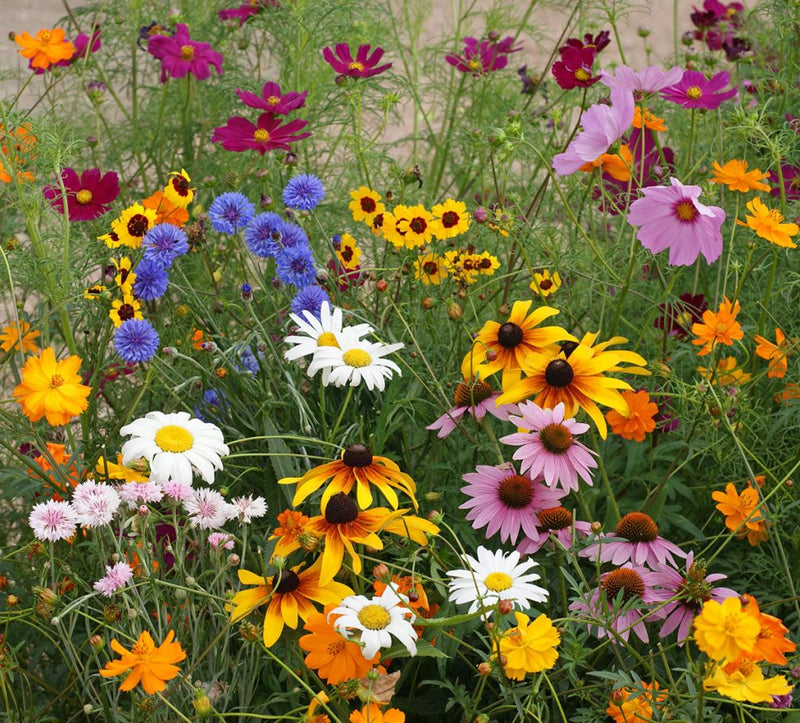 Meadow Flower seeds for Planting - Wildflower Mix, Heirloom & GMO Free Seeds for Home Garden
