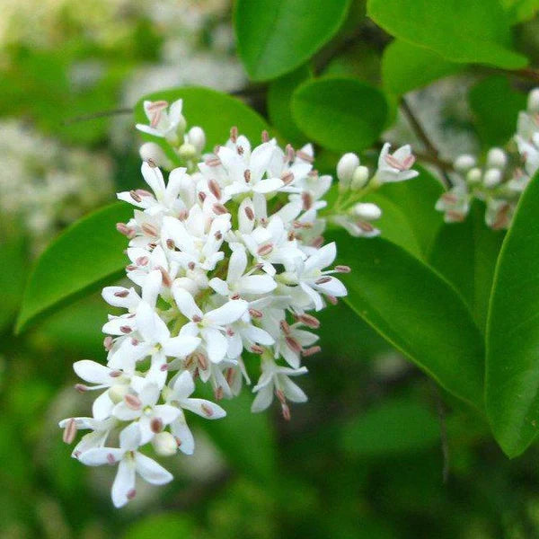Ligustrum Flower seeds for Planting - Easy to Grow, Heirloom & GMO Free Seeds for Home Garden