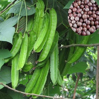 Winged Bean Psophocarpus tetragonolobus seeds for planting