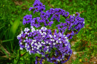 Limonium Flower seeds for Planting Cut Flower Favorite Heirloom & GMO Free Seeds for Home Garden