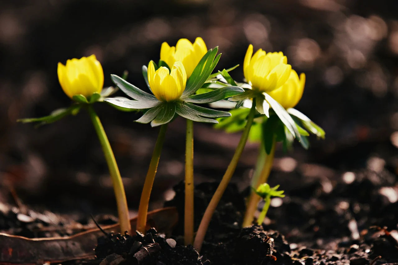 Yellow Aconite Flower seeds for Planting Garden Favorite Heirloom & GMO Free Seeds for Home Garden 
 
 Sale
