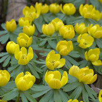 Fresh Winterling Flower seeds for Planting - Fragrant Blossoms, Heirloom & GMO Free Seeds for Home Garden