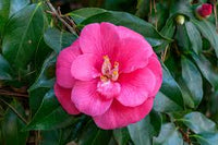 Winter Blooming Camellia Flowers
