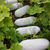 High germination Winter Melon seeds for gardeners