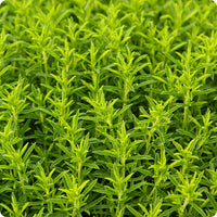 Winter Savory seeds Satureja montana hardy evergreen plant