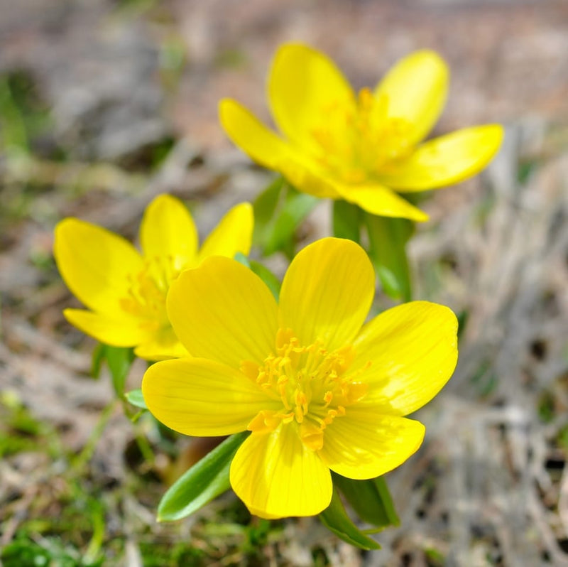 Winterling Flower Seeds for Planting  Seed for Enchanting Blooms and Seasonal Beauty in Your Garden