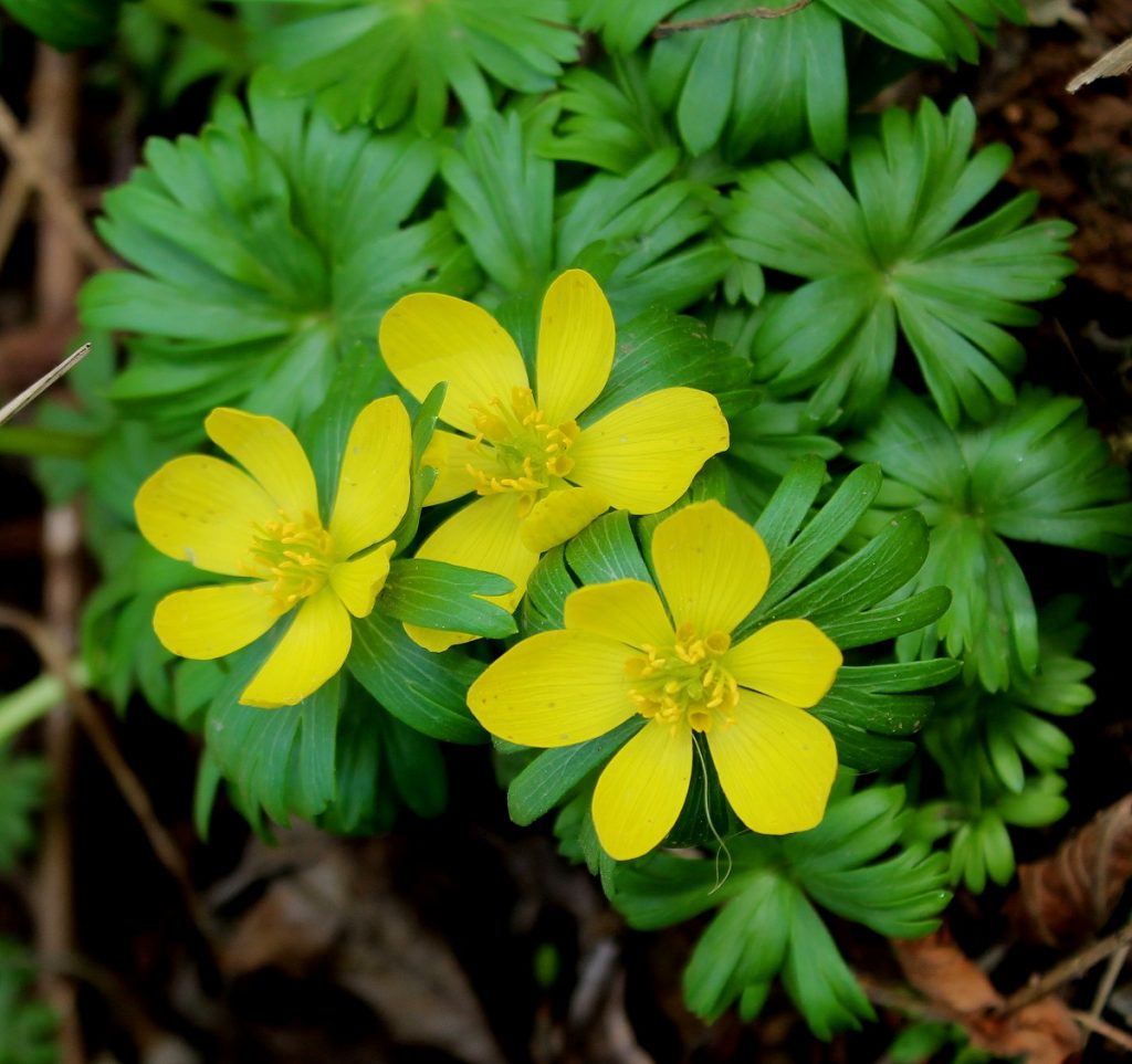 Winterling Flower Seeds for Planting  Seed for Enchanting Blooms and Seasonal Beauty in Your Garden