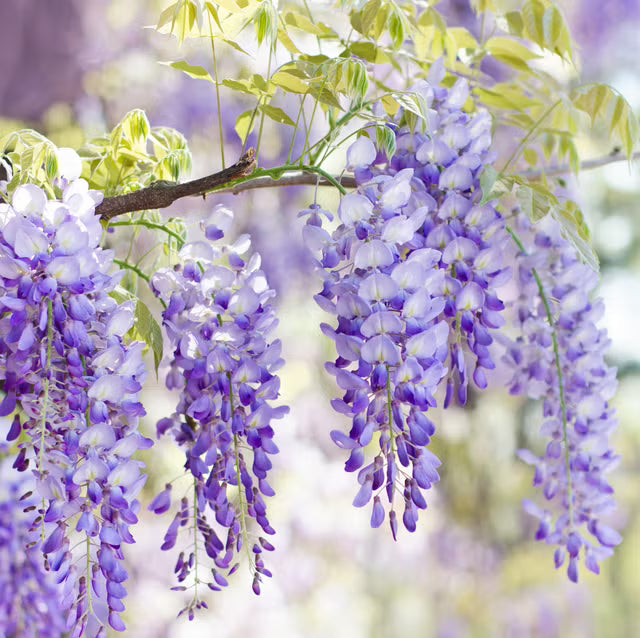 Wisteria Plant Seeds for Vibrant Garden Beautiful Outdoor Spaces - Wisteria Seeds