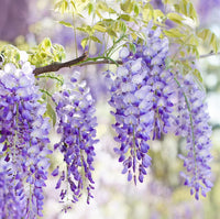 Wisteria Plant Seeds for Vibrant Garden Beautiful Outdoor Spaces - Wisteria Seeds