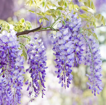 Wisteria Plant Seeds for Vibrant Garden Beautiful Outdoor Spaces - Wisteria Seeds