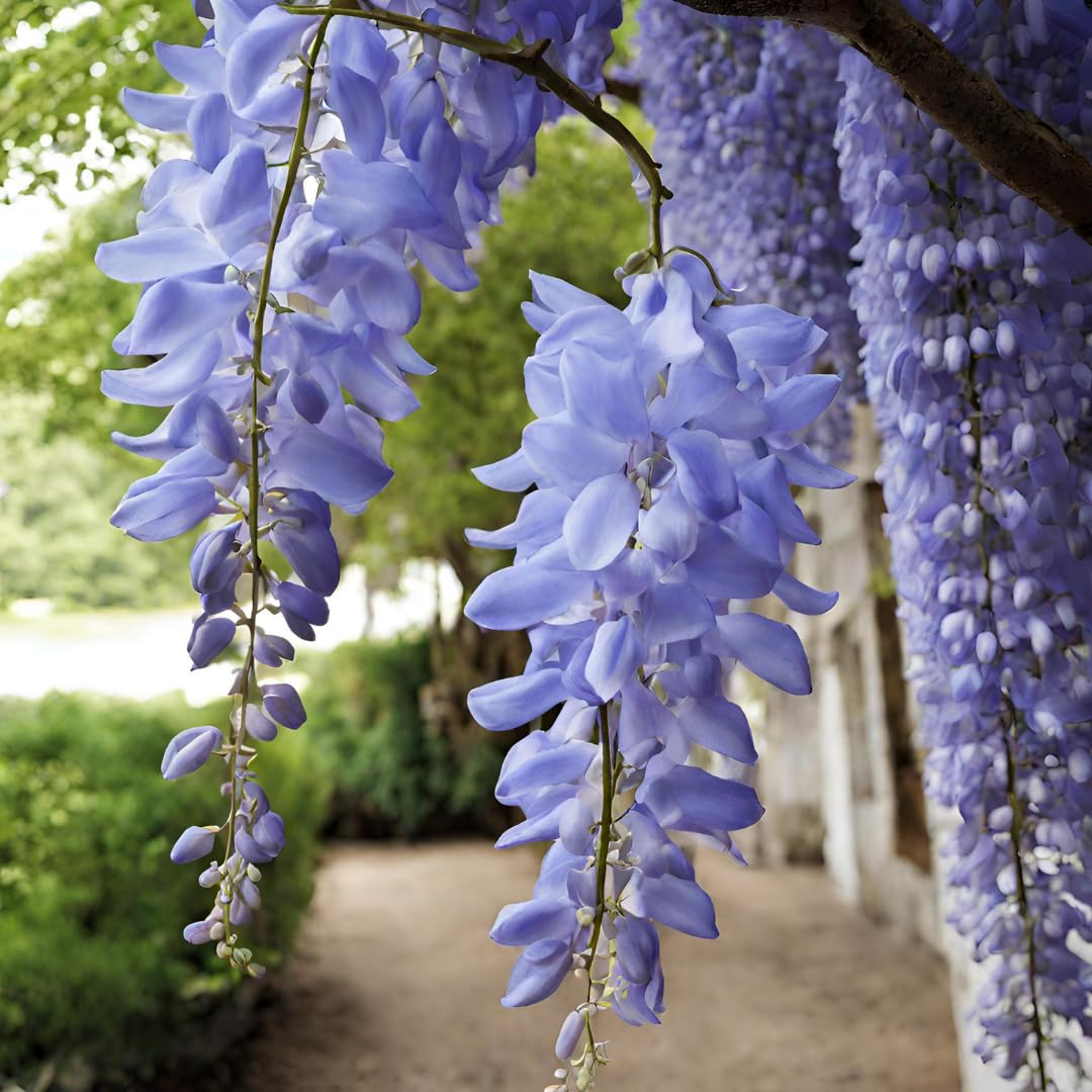 Wisteria Flowers on Trellis Garden