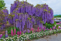 Non-GMO Wisteria Vine Seeds – Organic Violet Wisteria for Planting