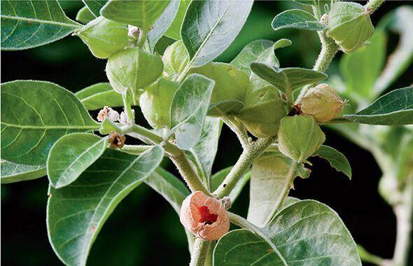 Green Withania Somnifera Flower seeds for Planting - Easy to Grow, Heirloom & GMO Free Seeds for Home Garden