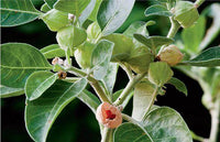 Green Withania Somnifera Flower seeds for Planting - Easy to Grow, Heirloom & GMO Free Seeds for Home Garden