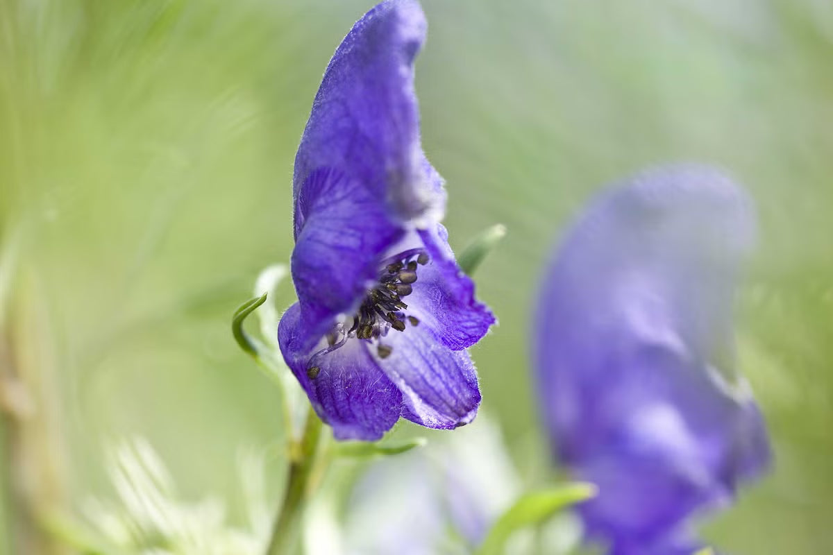 Wolfsbane Flower seeds for Planting Shade Tolerant Heirloom & GMO Free Seeds for Home Garden