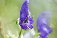 Wolfsbane Flower seeds for Planting Shade Tolerant Heirloom & GMO Free Seeds for Home Garden