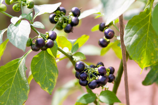 Wonderberry (Solanum burbankii retroflexum) seeds for planting