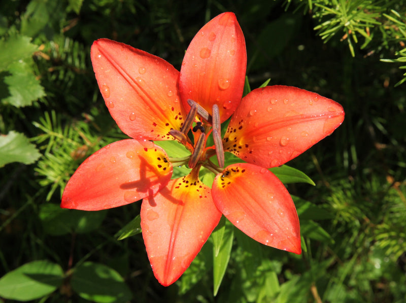 Yellow Red Lilium Flower seeds for Planting - Hardy Variety, Heirloom & GMO Free Seeds for Home Garden