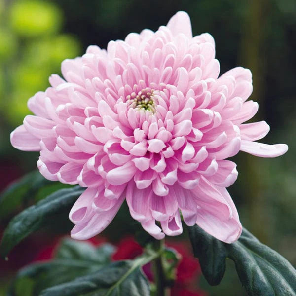 Baby Pink Chrysanthemum Flower seeds for Planting - Pollinator Friendly, Heirloom & GMO Free Seeds for Home Garden