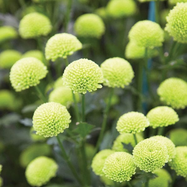 Green Chrysanthemum Flower seeds for Planting - Drought Tolerant, Heirloom & GMO Free Seeds for Home Garden