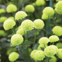 Green Chrysanthemum Flower seeds for Planting - Drought Tolerant, Heirloom & GMO Free Seeds for Home Garden