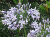Agapanthus Africanus Flower seeds for Planting - Shade Tolerant, Heirloom & GMO Free Seeds for Home Garden