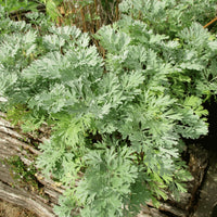 Absinthe Wormwood Seeds for Planting - Premium Quality