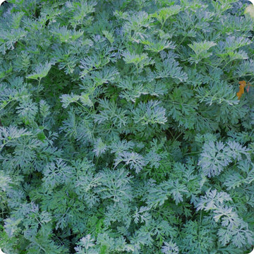 Wormwood seeds Artemisia absinthium silvery foliage herb