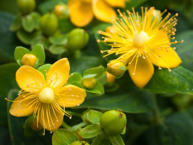 Wort Flower Seeds for Easy Herbal Planting
