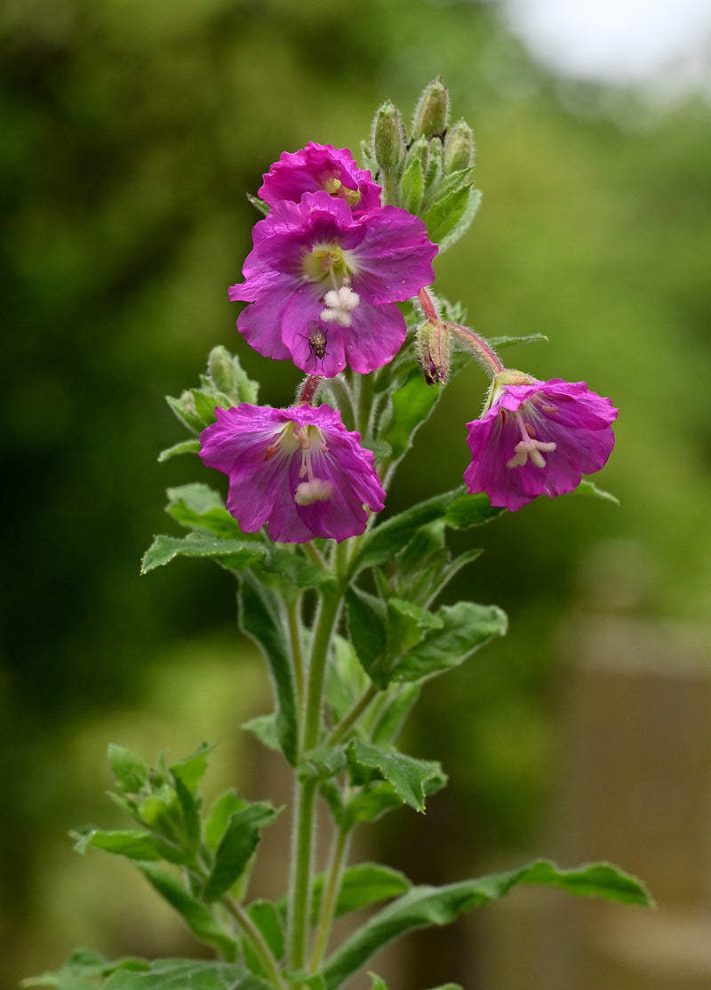 Willowherb Flower Seeds for Vibrant Garden Spaces - Seed for Natural Beauty