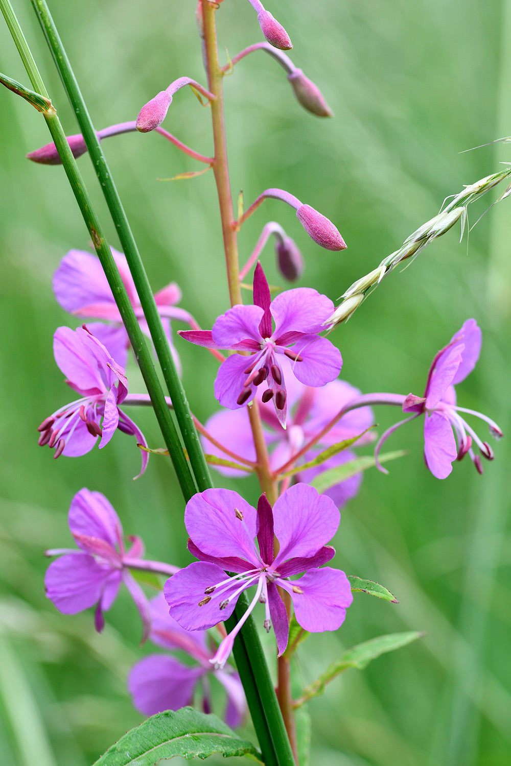 Willowherb Flower Seeds for Vibrant Garden Spaces - Seed for Natural Beauty