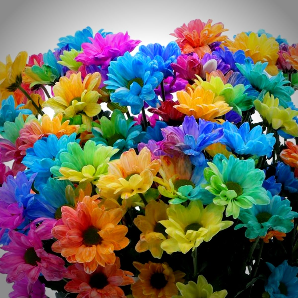 Rainbow Chrysanthemum Flower seeds for Planting - Pollinator Friendly, Heirloom & GMO Free Seeds for Home Garden