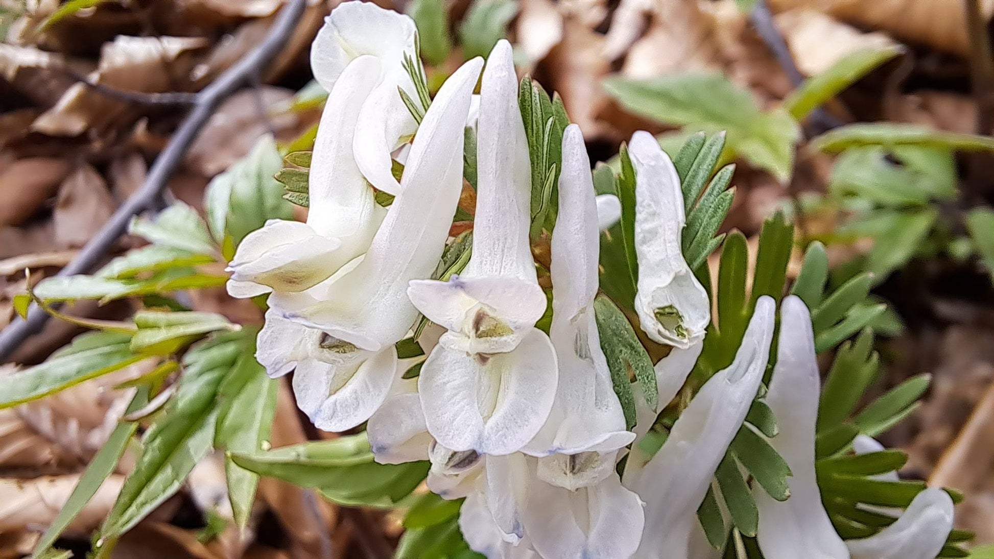 Corydalis Solida Flower seeds for Planting - Wildflower Mix, Heirloom & GMO Free Seeds for Home Garden