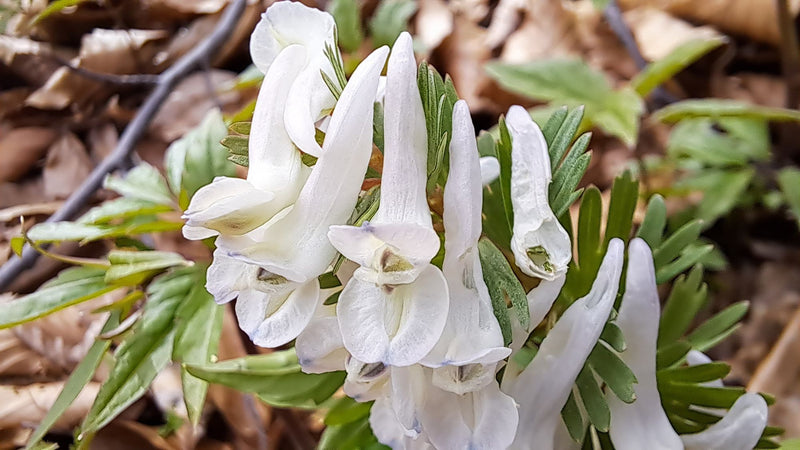Corydalis Solida Flower seeds for Planting - Wildflower Mix, Heirloom & GMO Free Seeds for Home Garden